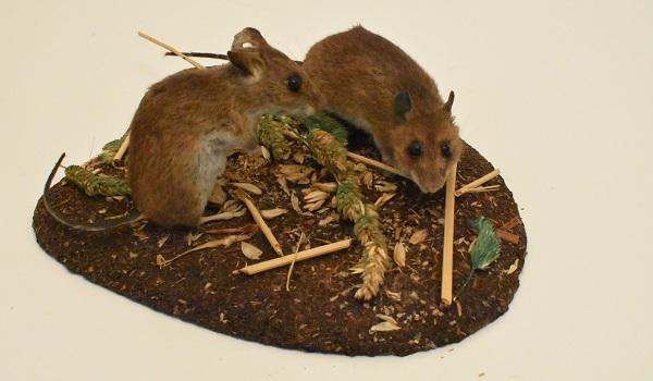 A display with two field mice