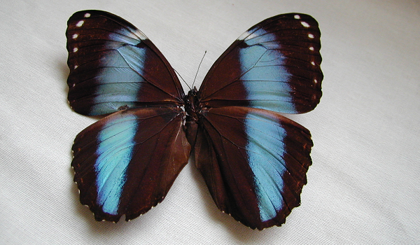 Black and blue butterfly in natural sciences collection.